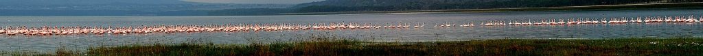 7 Days Kenya Birding Watching Safari safari view 3
