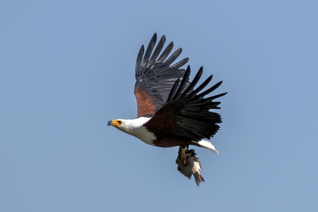 7 Days Kenya Birding Watching Safari safari view 4