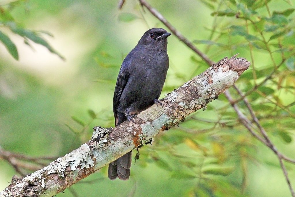 7 Days Kenya Birding Watching Safari safari view 2