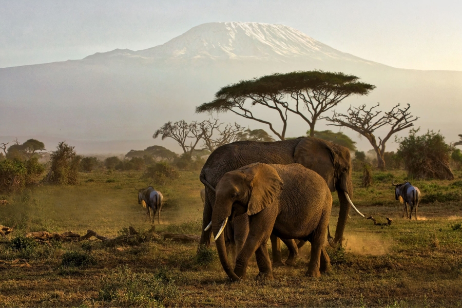 6-Day Kenya Lodge Safari: Masai Mara – Lake Nakuru – Amboseli safari view 4