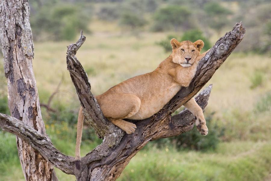 10 Days Best of Kenya & Tanzania Lodge Safari safari view 3