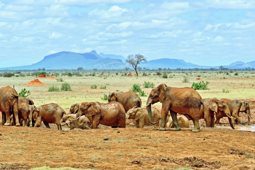 12 Days, 11 Nights Kenya Budget Camping Safari safari view 3